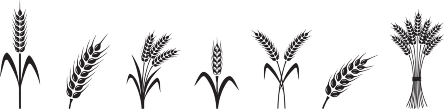 Wheat stalks and ears grain agriculture. silhouette vector set