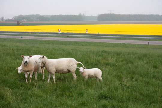 Sheep grazing by highway next to blooming rapeseed field