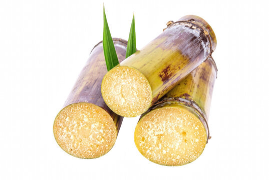 Fresh Cut Sugarcane Stalks with Green Leaves