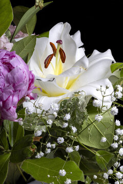 Macro shot of Peony (Paeonia lactiflora), , baby's breath (gypsophila repens) and lily (lilium longiflorum)  flowers in a bouquet .