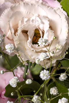 Macro shot of Lisianthus (eustoma russellianum grandiflorum) and baby's breath (gypsophila repens)  flowers in a bouquet .