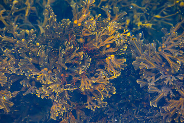 Beautiful seaweed groing in the saltwater of the fjord in Norddal village. A springtime scenery near Geiranger Unesco World heritage area, Sunnmore, More og Romsdale, Norway. © dachux21