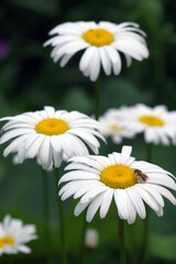 Fototapeta premium White daisies in the garden. A small bee sits on a daisy flower.