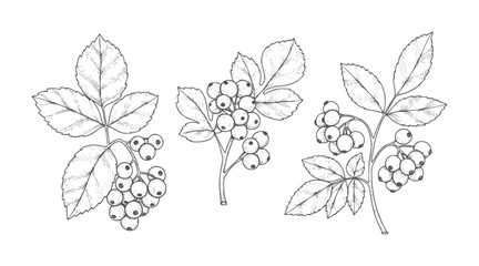 Black and white botanical of clustered berries and leaves berry leaf © Mahin