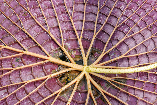 Giant Waterlily Leaf Underside, Victoria Amazonica