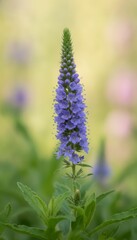 Fototapeta premium Close-up of a Purple Veronica Flower in a Soft Focus Garden Setting