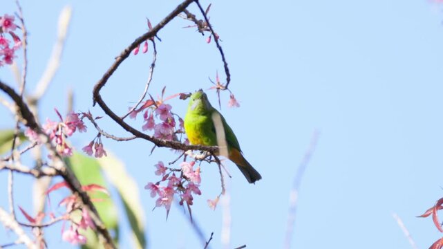 Admire the breathtaking colors of the male Orange-bellied Leafbird (Chloropsis hardwickii), a vibrant species native to the subtropical forests of Southeast Asia. This high-definition shot showcases 