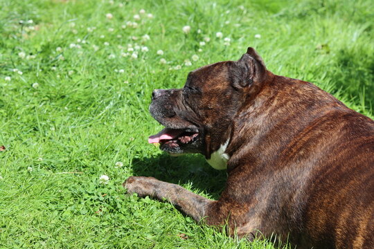 American Pit Bull Terrier resting on green grass in park. Rescue dog concept. Senior dog close up photo. 