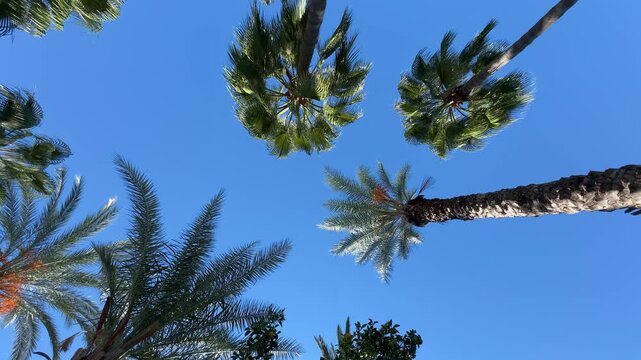Low-angle shot of palm trees against a clear blue sky, showcasing tall trunks and lush green leaves reaching upward, capturing a tropical summer vibe.