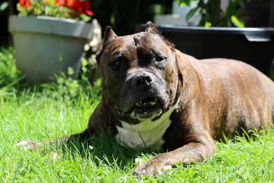 American Pit Bull Terrier resting on green grass in park. Rescue dog concept. Senior dog close up photo. 