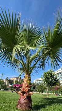 Young palm tree rising against a clear blue sky, featuring slender trunk and fresh green fronds typical of tropical growth in sunny environments.