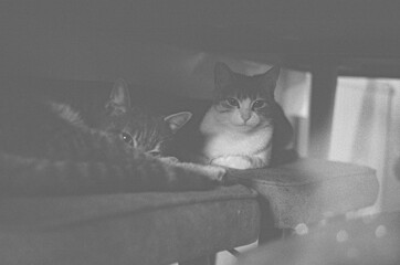 Mishka & Mika © Irakli
