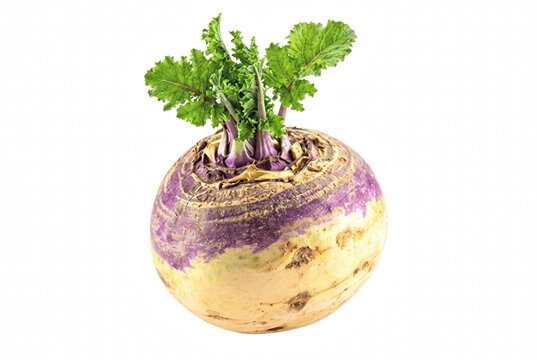 Fresh Rutabaga Vegetable with Green Leaves