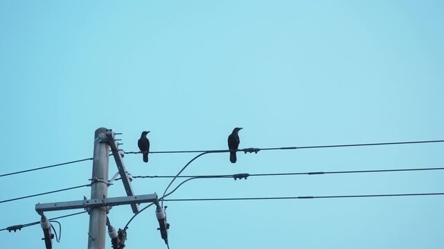 遠くの電線にとまっている2羽のカラス