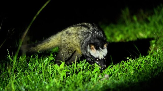 Up Close with the Asian Palm Civet: Nature's Night Crawler