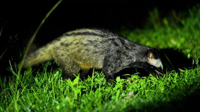Up Close with the Asian Palm Civet: Nature's Night Crawler