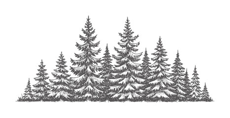 Hand drawn dark grey pine trees forest landscape nature © Mahin