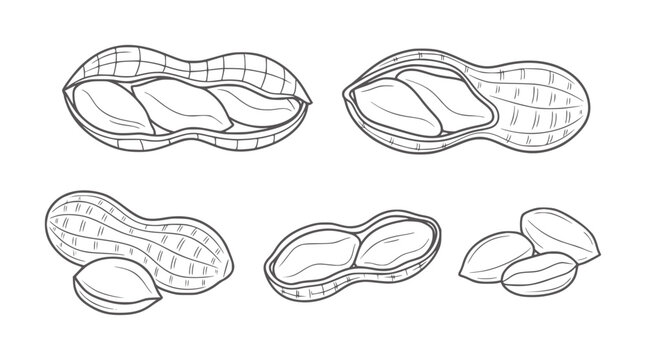 Hand drawn peanuts in shells and shelled kernels white