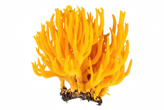 Vibrant Golden Spindle Coral Mushroom Close Up