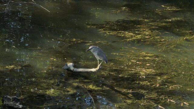 Tracking video clip of a black-crowned night heron perched on a floating log in marshy river water with green algae during daytime.