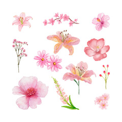 Watercolor Pink Floral Clipart Collection Isolated on Transparent Background © Al