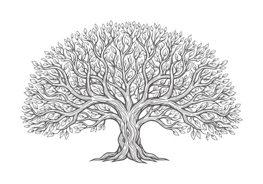 Ink of a large deciduous tree with intricate branches and leaves nature