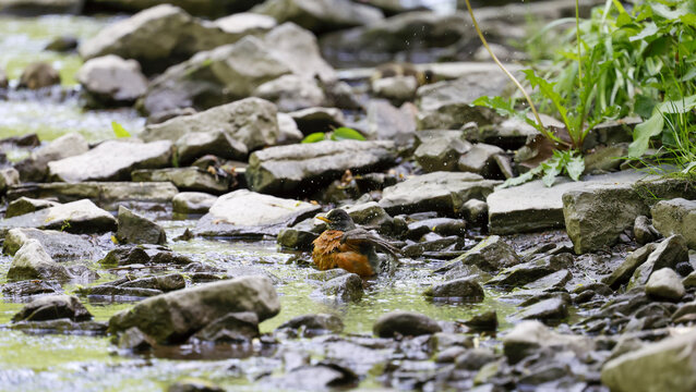Merle d'Am&eacute;rique au sol dans une zone bois&eacute;e pr&egrave;s de l'eau.