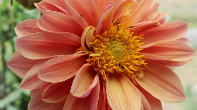An extreme close-up detail of an orange Dahlia, focusing on the intricate texture of the central disc florets and the delicate layering of the surrounding ray petals, with tiny insects visible.