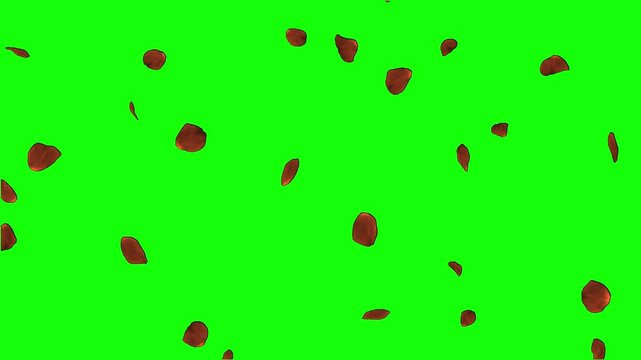 Falling red rose petals on green screen background. Romantic floral animation with floating flower petals in slow motion. Perfect chroma key footage for weddings, love themes, Valentine's Day projects