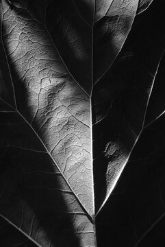 夕陽に透けて浮かび上がるフキの葉脈（モノクロ） Veins of a Butterbur Leaf Translucent in the Setting Sun (Black and White)