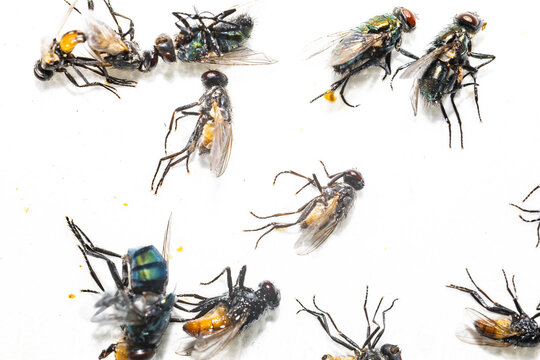 Many dead flies trapped on a white sticky glue paper trap inside a house