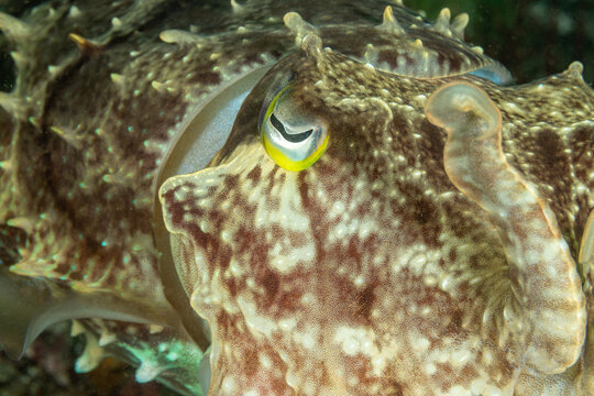 Indonesia, Komodo, Papuan Cuttlefish (Ascarosepion papuense)