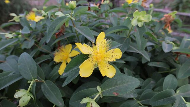 A detailed close-up of Hypericum (St. John's Wort) flowers in bloom, showing their characteristic bright yellow petals and numerous prominent stamens, surrounded by lush green foliage.