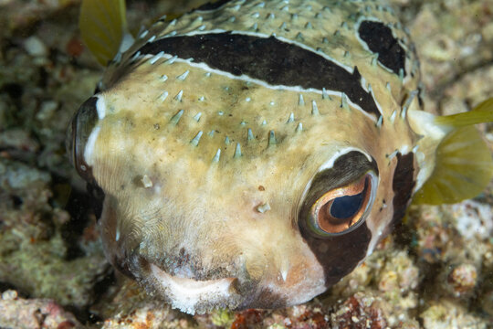 Indonesia, Komodo, Blackblotched Porcupinefish (Diodon liturosus)