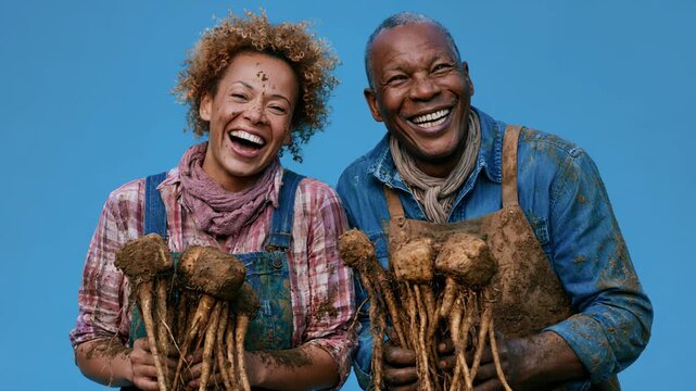 Middle aged couple harvesting muddy root vegetables and smiling in studio with blue backdrop