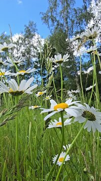 Daisies swaying in wind among tall grass under blue sky with clouds. Sunny summer meadow landscape with natural plants and peaceful outdoor atmosphere. Nature vertical background video