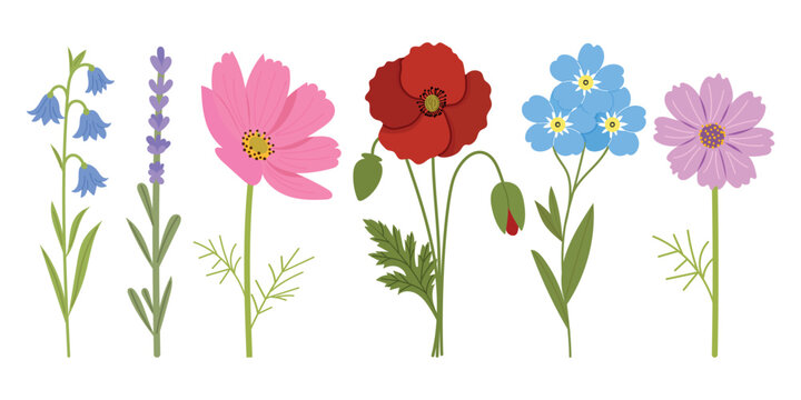 Wildflowers vector set, cartoon isolated garden flowers collection with poppy, lavender, bluebell, cosmos and forget-me-not on white background.