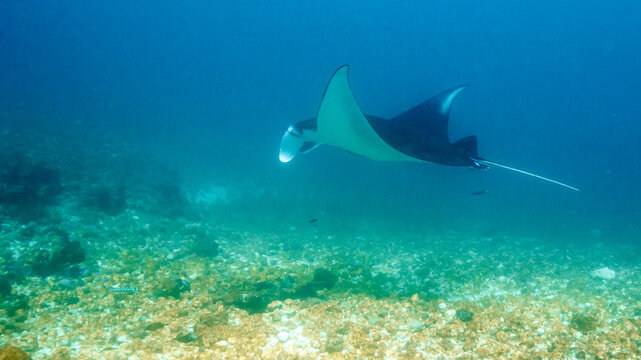 Indonesia, Komodo, Giant Oceanic Manta Ray (Mobula birostris)