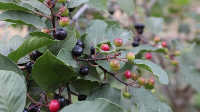 A detailed close-up of Frangula alnus (alder buckthorn) branches, displaying a cluster of berries in various stages of ripening, from green and red to mature dark purple-black.