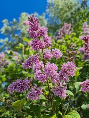 Obraz premium purple lilac flowers