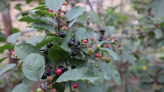 A detailed close-up of Frangula alnus (alder buckthorn) branches, displaying a cluster of berries in various stages of ripening, from green and red to mature dark purple-black.