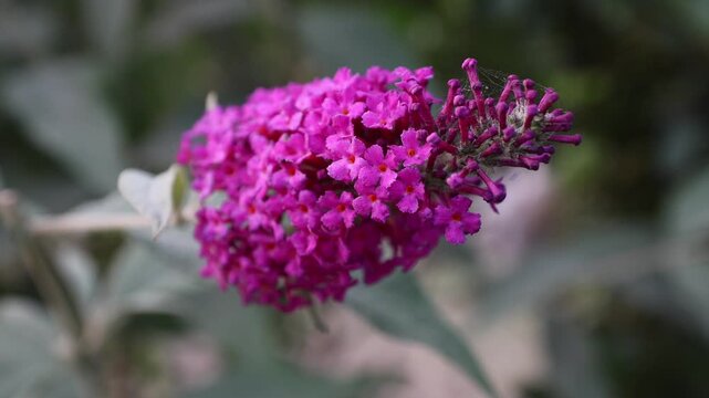 A detailed close-up of a Buddleja davidii (butterfly bush) flower spike, showcasing the dense cluster of small, vibrant purple tubular flowers.