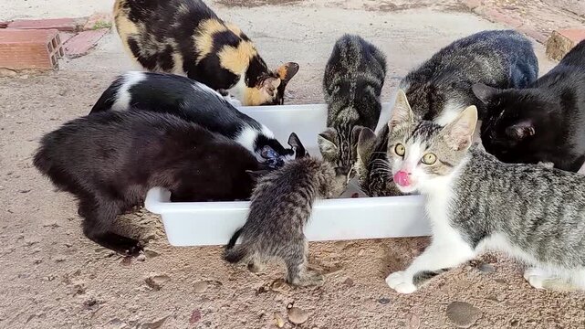 A family of cats from a feline colony eat together delicious wet food left by their protector, including an adorable baby who gets inside the container.