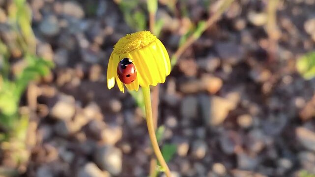 A ladybug on a yellow daisy is stirred by the light breeze of a spring morning.