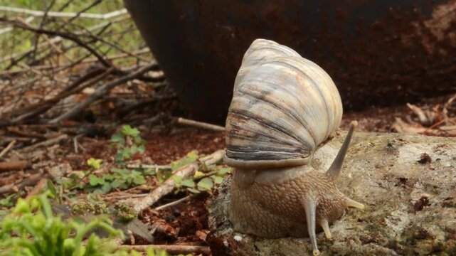A Snail Crawling On A Stone