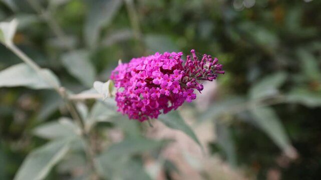 A detailed close-up of a Buddleja davidii (butterfly bush) flower spike, showcasing the dense cluster of small, vibrant purple tubular flowers.