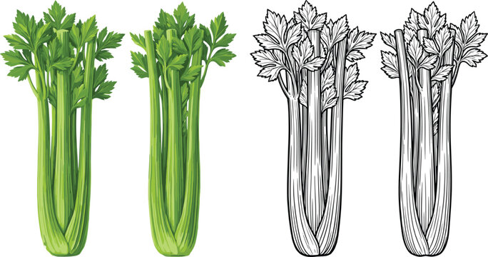 Fresh Green Celery Stalks Vector Set Featuring Colored Illustrations and Black and White Line Art Engravings for Healthy Food and Grocery Product Designs