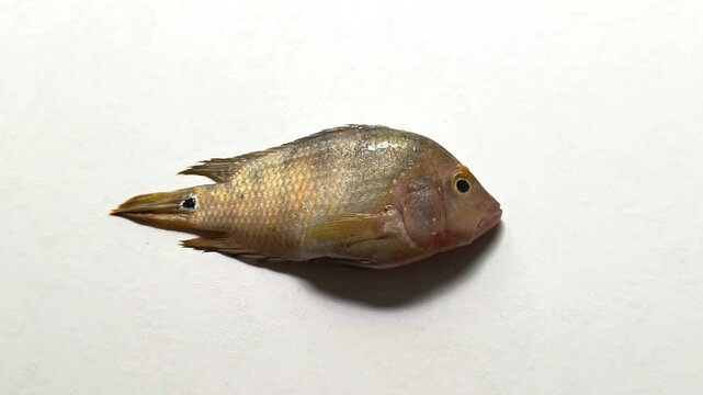 Side view of an isolated freshwater mojarra cichlid fish specimen with silver scales and a prominent black spot near the tail fin on a solid white background in Peten, Guatemala.