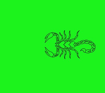 vector illustration of a scorpion