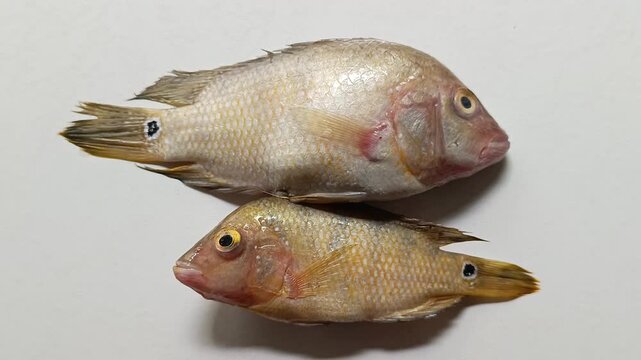 Studio shot of two isolated freshwater mojarra cichlid fish specimens caught in Lake Peten Itza. Silver scales with prominent dark spots near the tail on a white background in Peten, Guatemala.
